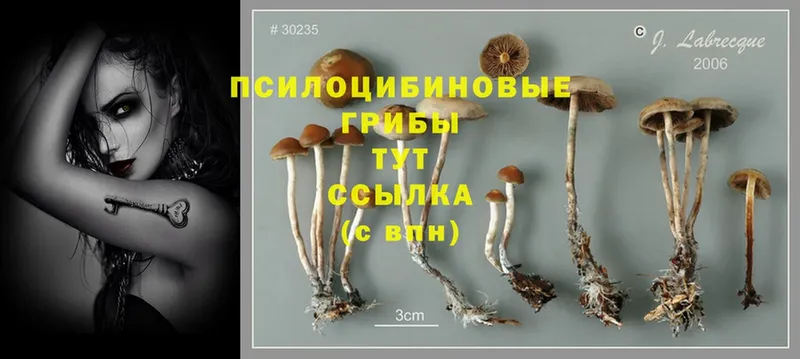 Псилоцибиновые грибы Magic Shrooms  blacksprut зеркало  Малая Вишера  цены  